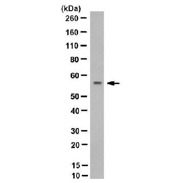 Anti-RAG-2 Antibody, clone 39，100UL，MABE1104，Sigma