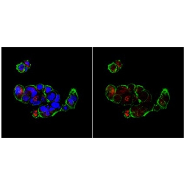 Anti-Bax (NT) Antibody，200UG，ABC11，Sigma