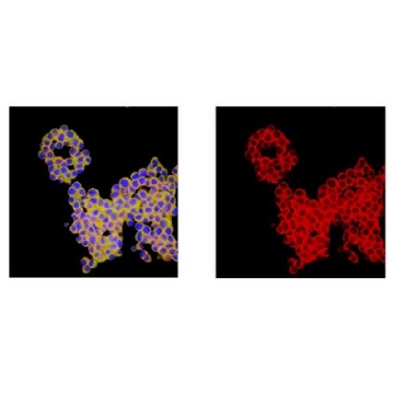 抗-寡糖-2 抗体，100UG，ABN899，Sigma