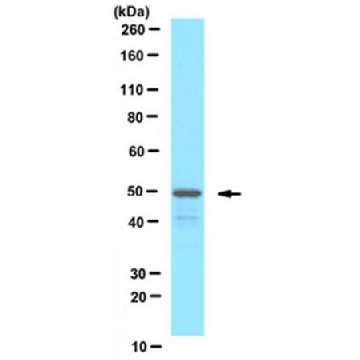 抗-PEX13（过氧化物酶体膜标志物13）抗体，100UL，ABC143，Sigma