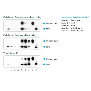 Catch and Release v2.0 可逆免疫沉淀系统，1KIT，17-500，密理博