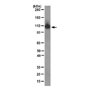 Anti-MSH2 Antibody, clone FE11，100UG，MABE284，Sigma