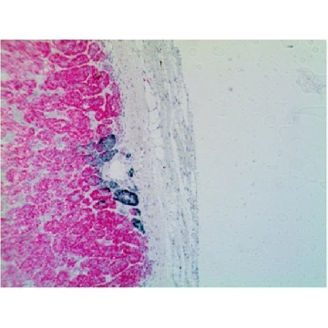 抗-CYP11B2抗体，克隆41-17B，100UG，MABS1251，Sigma