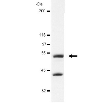 Anti-avian Src Antibody, clone EC10，200UG，05-185，Sigma