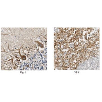 Anti-SV2C Antibody, clone 4C8.1，100UG，MABN367，Sigma