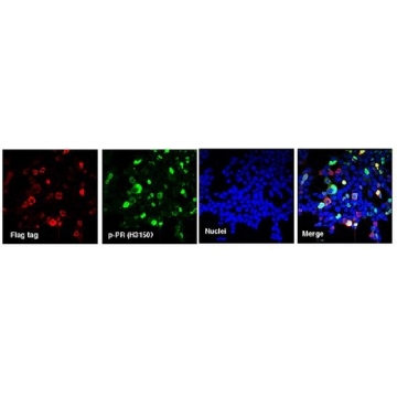 Anti-C9ORF72/C9RANT (Poly-PR)，100UL，ABN1354，Sigma
