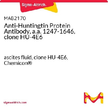 抗亨廷顿蛋白抗体，a.a.1247-1646，克隆HU-4E6，100UL，MAB2170，Sigma