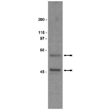 Anti-Gsα Antibody，50UL，06-237，Sigma