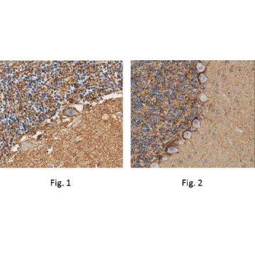 Anti-Sodium Pump Subunit alpha-2 Antibody，100UL，AB9094-I，Sigma