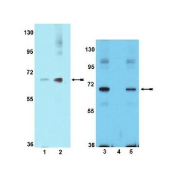 Anti-phospho-PAK1 (Ser199/Ser204) Antibody，100UL，09-258，Sigma