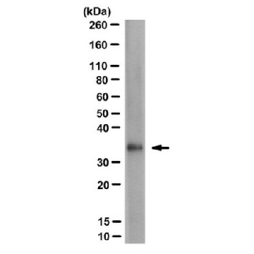抗-FMR1polyG抗体，克隆9FM-1B7，100UL，MABN1788，Sigma