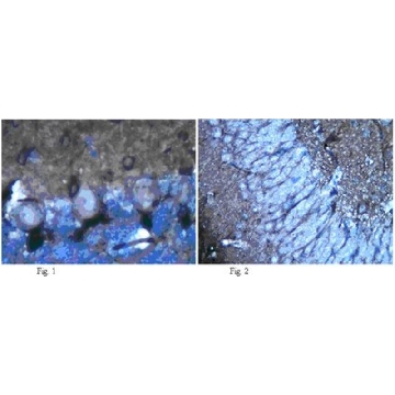 Anti-Potassium Channel Kv1.2 Antibody, clone K14/16，100UG，MABN77，Sigma
