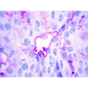 Anti-LYVE1 Antibody，100UG，AB2988，Sigma