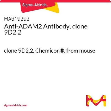 抗-ADAM2抗体，克隆9D2.2，100UG，MAB19292，Sigma