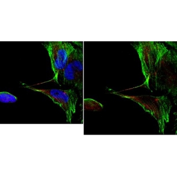 抗-CD133（Prominin-1）抗体，克隆17A6.1，100UG，MAB4399-I，Sigma