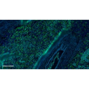 Anti-Iba1/AIF1 Antibody, clone 20A12.1, Alexa Fluor™ 488 Conjugate，100UL，MABN92-AF488，Sigma