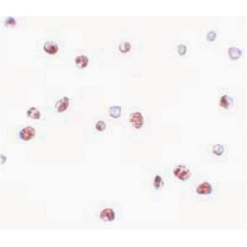 Anti-NOD4 Antibody，100UG，ABF288，Sigma