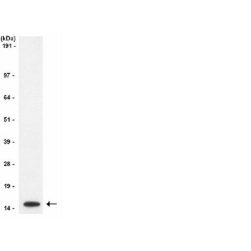 Anti-Histone H3 Antibody, CT, pan, clone A3S, rabbit monoclonal，100UL，04-928，Sigma