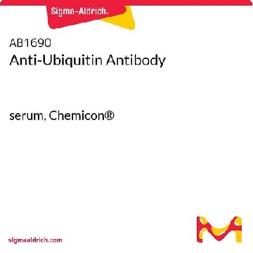 Anti-Ubiquitin Antibody，50UL，AB1690，Sigma