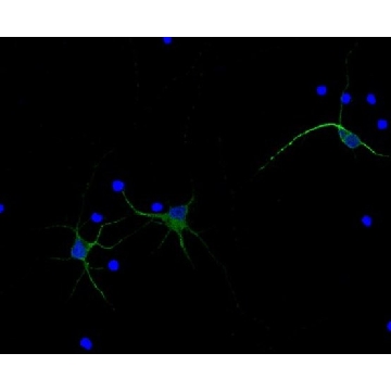 Anti-MAP2, Alexa Fluor™ 488 Conjugate Antibody，100UL，AB2290A4，Sigma
