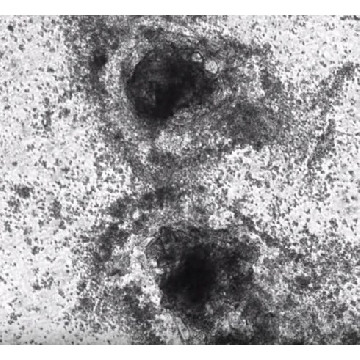 ECMatrix-221 E8 Laminin Substrate，6X175UG，CC163-1050UG，Sigma