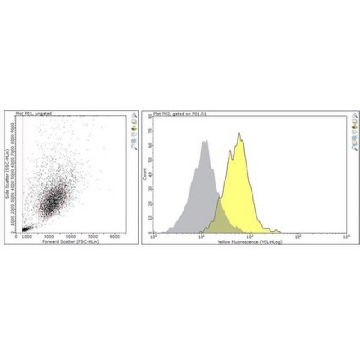 Anti-CD31/PECAM-1.2 Antibody, clone MBC 78.2，25UG，MABF2034-25UG，Sigma