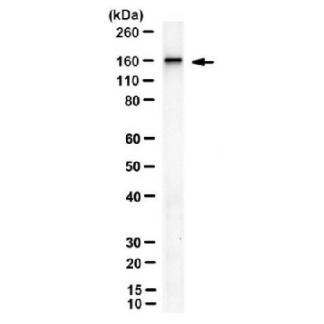 Anti-RIP140 Antibody, clone 6D7，25UG，MABS1917-25UG，Sigma