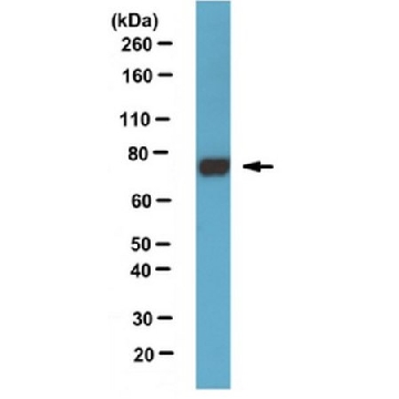 Anti-Paris/ZNF746 Antibody, clone N196/16，100UG，MABN476，Sigma