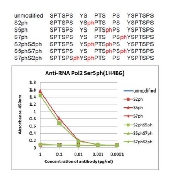 Anti-phospho RNA Pol II (Ser5), clone 1H4B6 Antibody，100UG，MABE954，Sigma