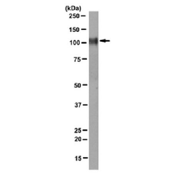 Anti-Integrin Beta1 Antibody, clone 8E3，100UL，MABT199，Sigma