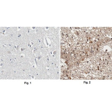 Anti-APP Antibody, CT, clone 2.F2.19B4, Ascites Free，100UG，MAB343-C，Sigma