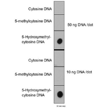 Anti-5-hydroxymethylcytosine (5hmC) Antibody, clone HMC 31，100UG，MABE251，Sigma