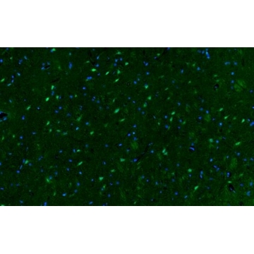 Anti-phospho-CREB (Ser133) Antibody, Alexa Fluor™ 488 conjugate，100UL，06-519-AF488，Sigma