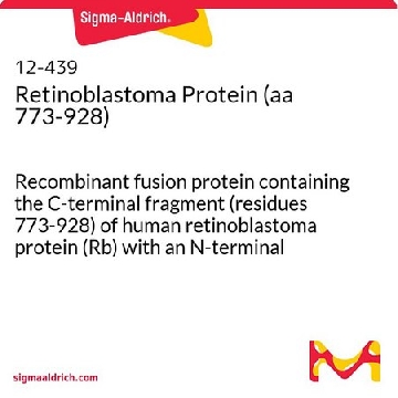 视网膜母细胞瘤蛋白（aa 773-928），500UG，12-439，Sigma