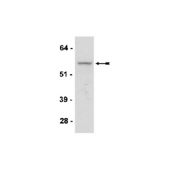 Anti-Akt3/PKBγ Antibody, clone GMA104，100UG，05-780，Sigma