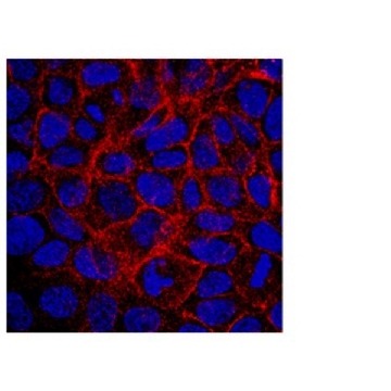 抗-BCRP1抗体，克隆5D3，100UG，MAB4155，Sigma