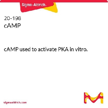 cAMP，1ML，20-198，Sigma