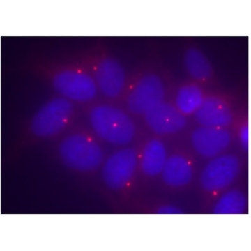 Anti-Ninein，100UL，ABN1720，Sigma