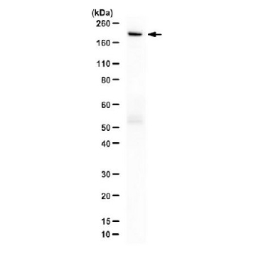 抗-Cas9抗体（D10A/H840A 突变体），100UG，ABC1490，Sigma