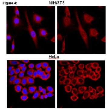 RIPAb+ FXR1 - RIP Validated Antibody and Primer Set，10ASSAYS，03-176，Sigma