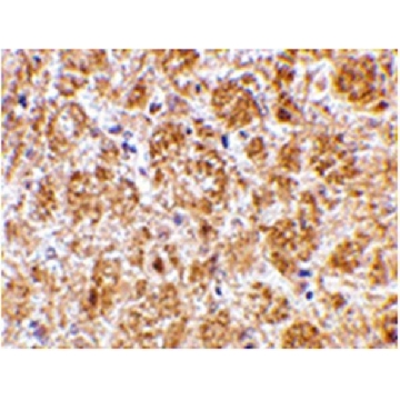 Anti-DARC Antibody，100UG，ABN495，Sigma