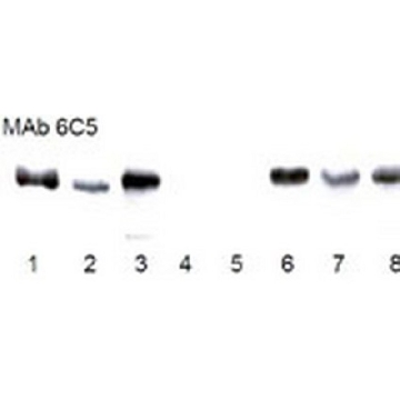 抗GAPDH小鼠mAb（6C5），500UG，CB1001-500UGCN，Sigma