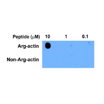 Anti-beta Actin Antibody, arginylated (N-terminal)，100UG，ABT264，Sigma
