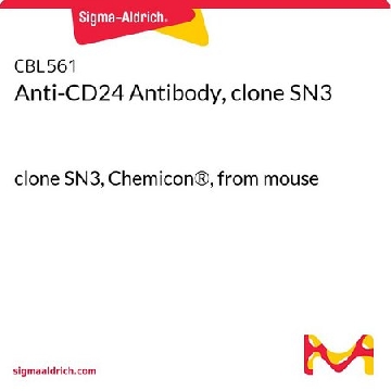 抗-CD24抗体，克隆SN3，100UG，CBL561，Sigma
