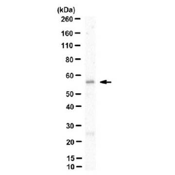 Anti-GABA(A) Receptor α2 Antibody, clone N399/19，100UG，MABN1724，Sigma