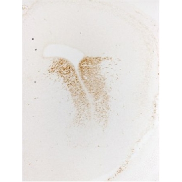 抗-Gsh2抗体，100UL，ABN162，Sigma