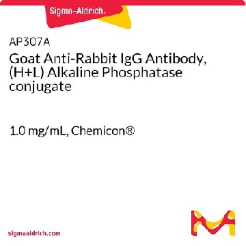 Goat Anti-Rabbit IgG Antibody, (H+L) Alkaline Phosphatase conjugate，1ML，AP307A，Sigma