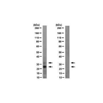 抗-H2AK15ub抗体，克隆EDL H2AK15-4，100UG，MABE1119，Sigma