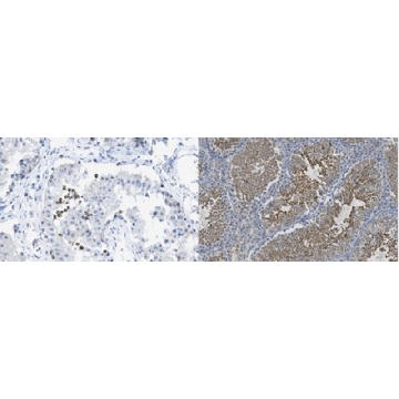 谷胱甘肽过氧化物酶4，克隆Mab63-1，100UG，MABF1969，Sigma