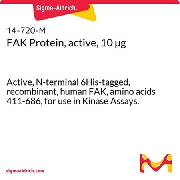FAK Protein, active, 10 µg，10UG，14-720，Sigma